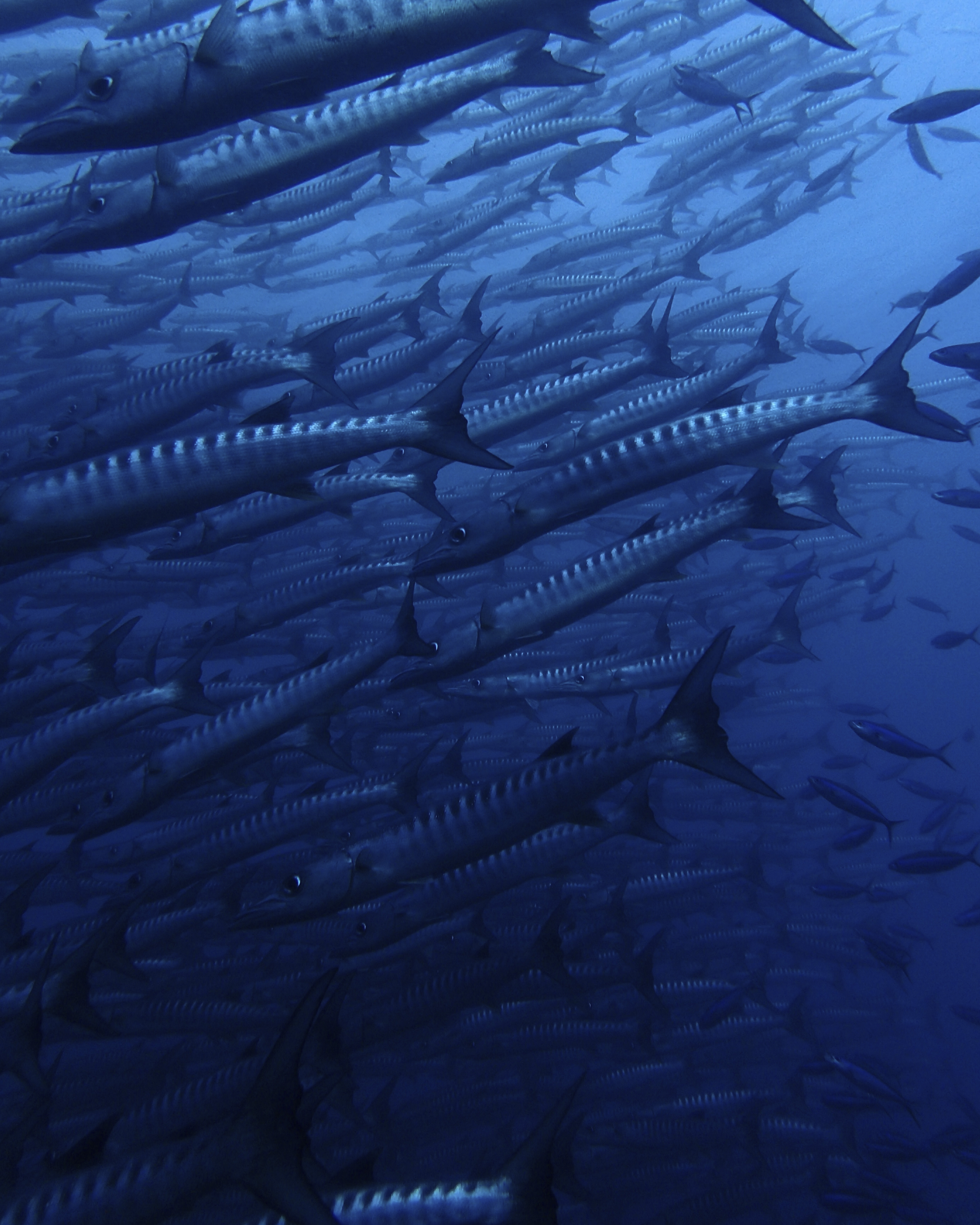 blauw barracuda agora