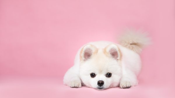 Frans Bauers hondje gaat vakkundig met haar rolstoel om en já, dat wil je zien