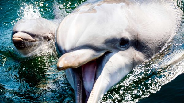 dolfinarium-minister-natuurlijk-gedrag-shows-aanpassen