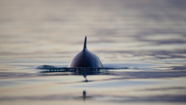 Achttien bruinvissen dood in Oostzee na oefening Duitse marine