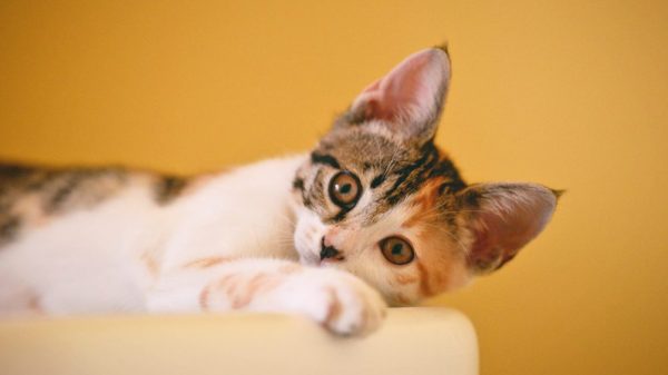 kitten luchtbuks doodgeschoten Ermelo dierenmishandeling instagram