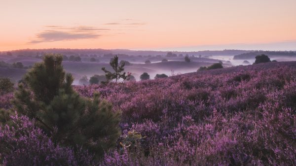 Natuur nog stikstof gevoeliger: strengere maatregelen onvermijdelijk