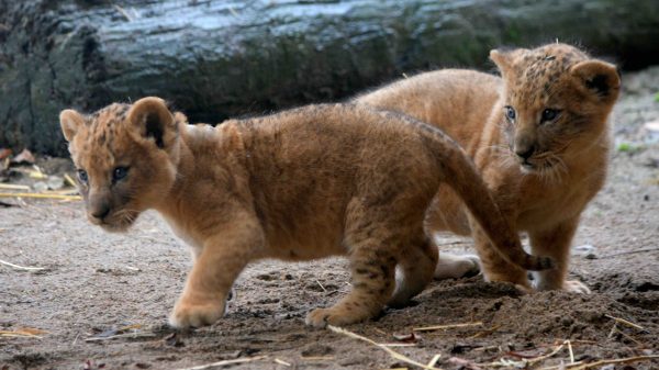 De leeuwenwelpen in GaiaZOO.JPG-2