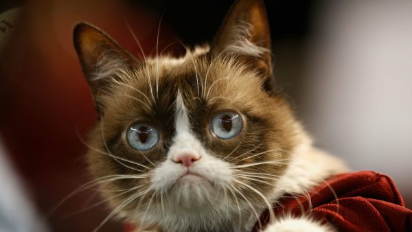 In 2019 overleed ook Grumpy Cat.