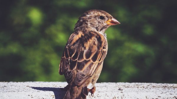 vogels vogel onderzoek kleiner klimaatopwarming