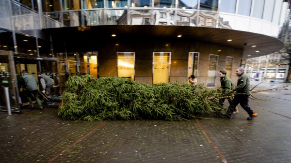 Kerstboom Tweede kamer acht meter hoog