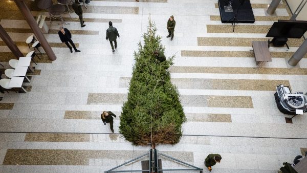 Kerstboom Tweede kamer acht meter hoog