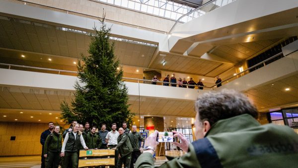 Kerstboom Tweede kamer acht meter hoog