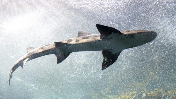 Deskundigen waarschuwen: 'Zuurstof in de zee neemt razendsnel af'