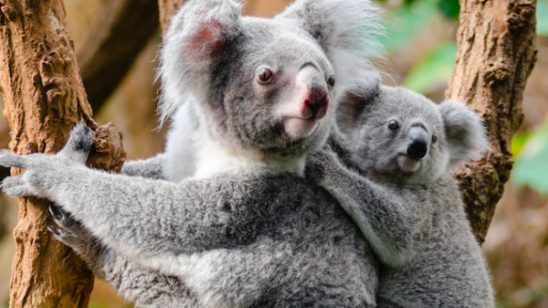 koala koala's omgekomen bosbranden