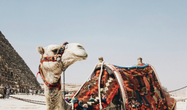 kamelen-feitjes-cijfers-cbs