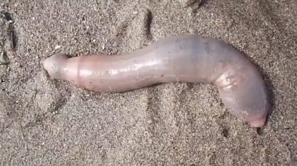 penisvissen-overspoelen-strand-californië