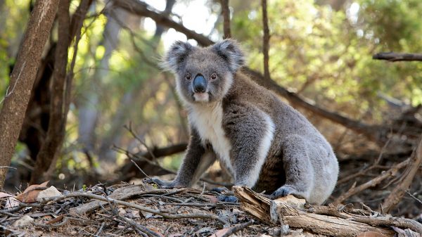 'Meer dan achtduizend koala's omgekomen door bosbranden Australië'
