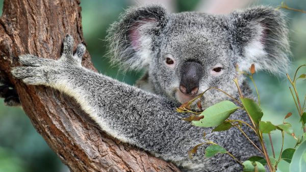 verwarde-koala-vraagt-fietser-om-hulp