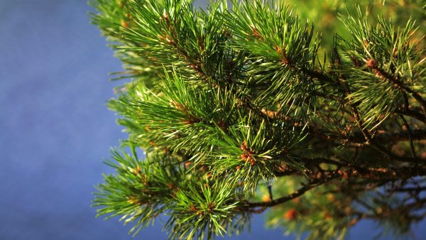 kerstboom wegdoen