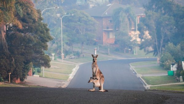 kangoeroe op kangaroo island vlucht voor bosbranden