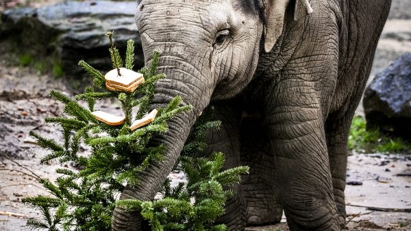 dierenpark amersfoort kerstbomen olifanten tijgers