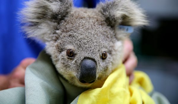 koala dieren gered overleden bosbrand australie