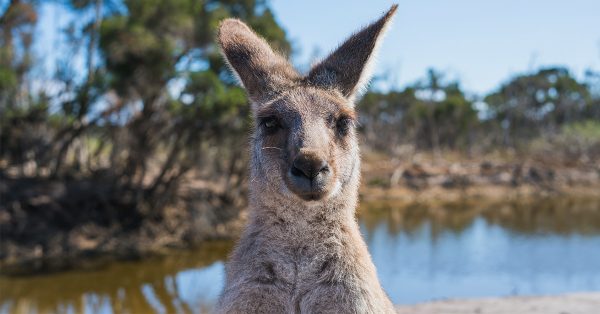 Heftige foto van een verbrande kangoeroe in Australië wordt veelvuldig gedeeld