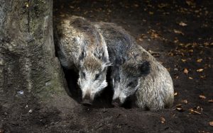 Thumbnail voor Tien jaar na de ramp leven deze wilde dieren in Fukushima