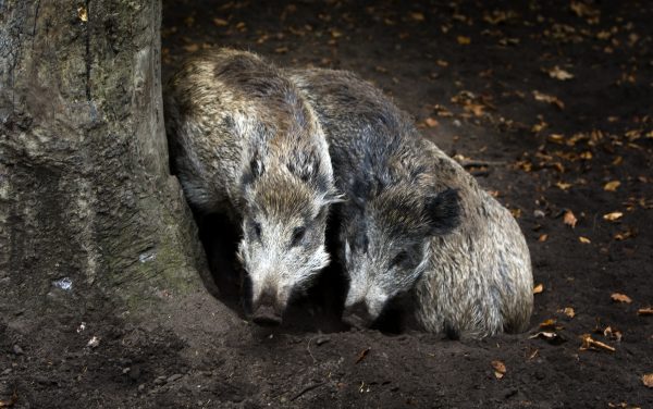 Wilde dieren fukushima