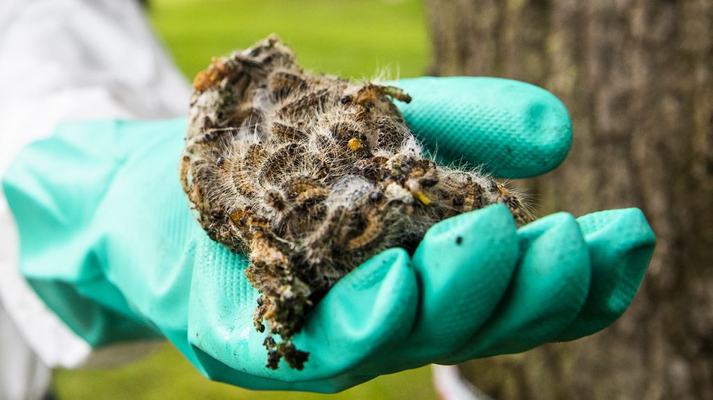 Doei winter, hallo processierups: al in maart 'lente'-kriebels