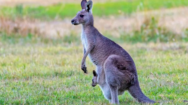 Stof je naaimachine af en help Australische dieren met zelfgemaakte buidels