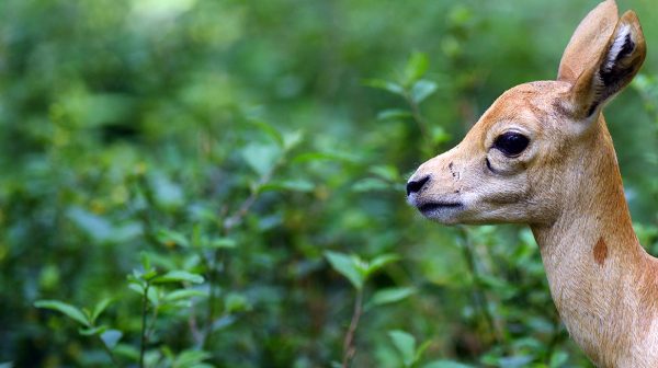 Baby moerasantilope geboren in safaripark beekse bergen