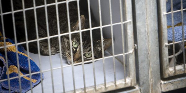 58 verwaarloosde katten gevonden in zwaar vervuild huis