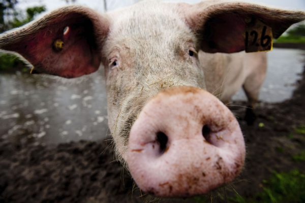 Varkenshouders stoppen massaal met veehouderij dankzij subsidie