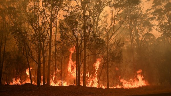 Regen in Australië na langdurige bosbranden en zo reageren de inwoners