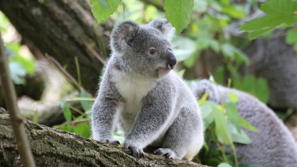 NPO Zapp schiet met tv-actie 'SOS Koala' dieren in Australië te hulp mb