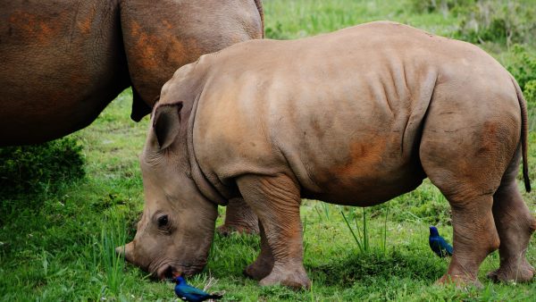 breedlipneushoorn-arnhem-burgers-zoo