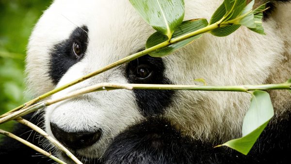 panda's in Ouwehands Dierenpark voor het eerst gepaard
