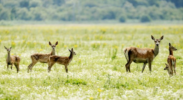 edelherten-oostvaardersplassen