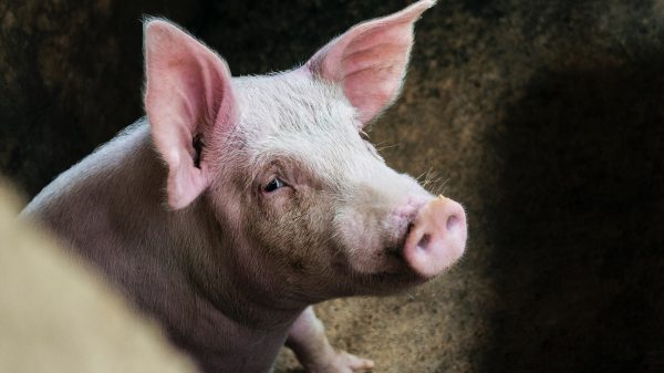 Varken gedwongen tot bungeejumpen door Chinees pretpark: 'Dierenmishandeling op z'n ergst'