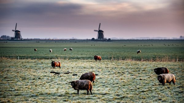 It giet nog altijd niet oan: ook geen winters weer in februari