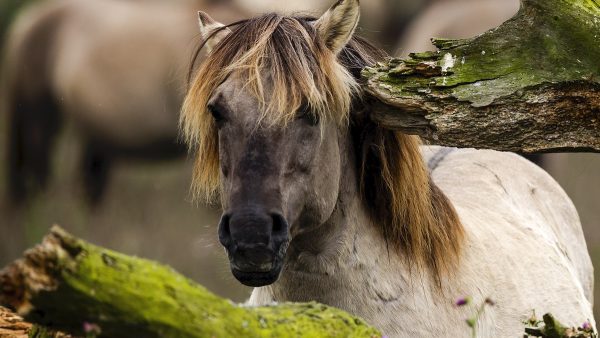 Konikpaarden Texel naar de slacht