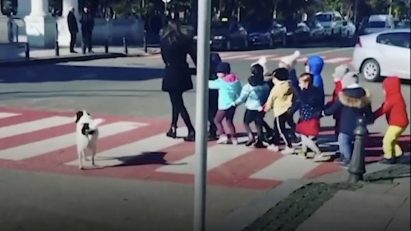 Hond helpt kinderen oversteken.