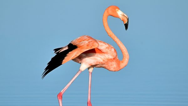 flamingo's in Pijnacker