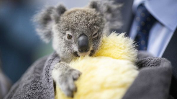 Het gaat langzamerhand iets beter met de Australische koala’s