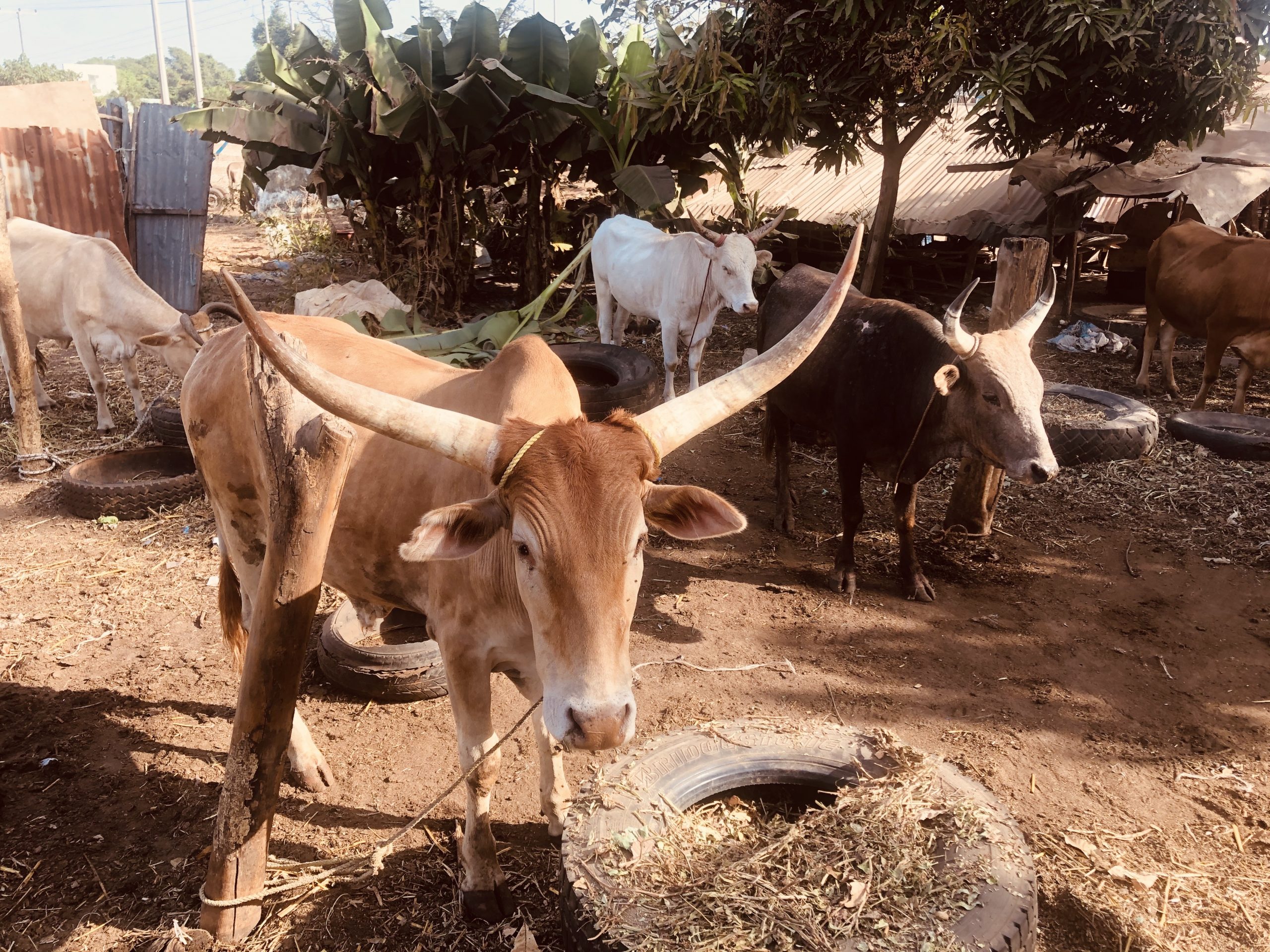 Gambia geitenmarkt