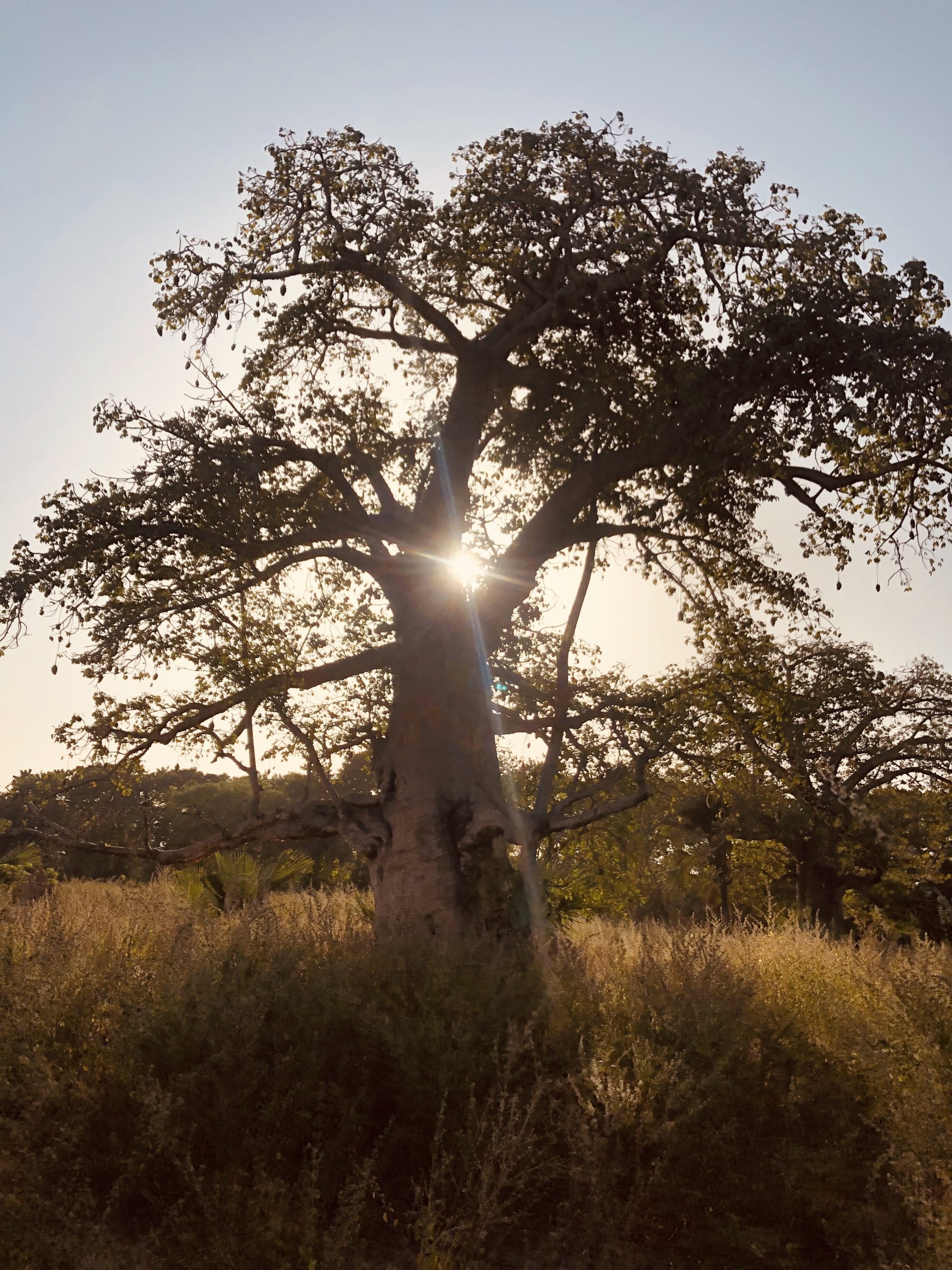 Gambia baobab