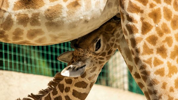 Babygiraffe geboren in Diergaarde Blijdorp