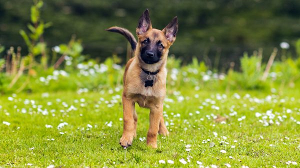 Gedumpte puppy A2 wordt mogelijk drugshond