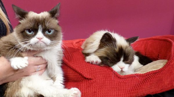 Dit is meow meow de opvolger van Grumpy Cat