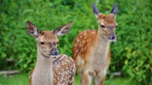 Thumbnail voor Rechter verbiedt afschieten van herten in Oostvaardersplassen