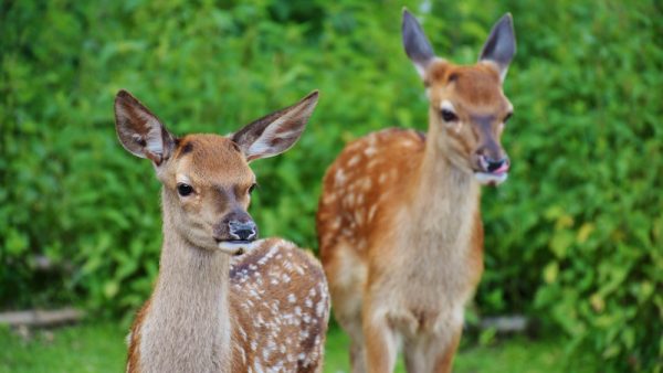 Herten mogen niet meer afgeschoten worden Oostervaardersplassen