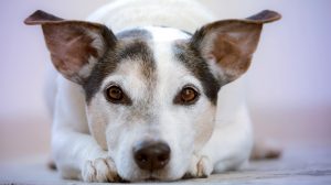 Thumbnail voor Steeds minder gemeenten heffen hondenbelasting