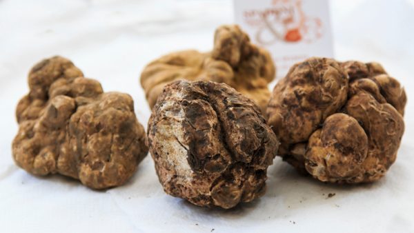 Voor het eerst wilde truffels gevonden in Nederland